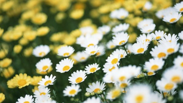 tumblr_static_tumblr_static_bahar_iei_papatyalar